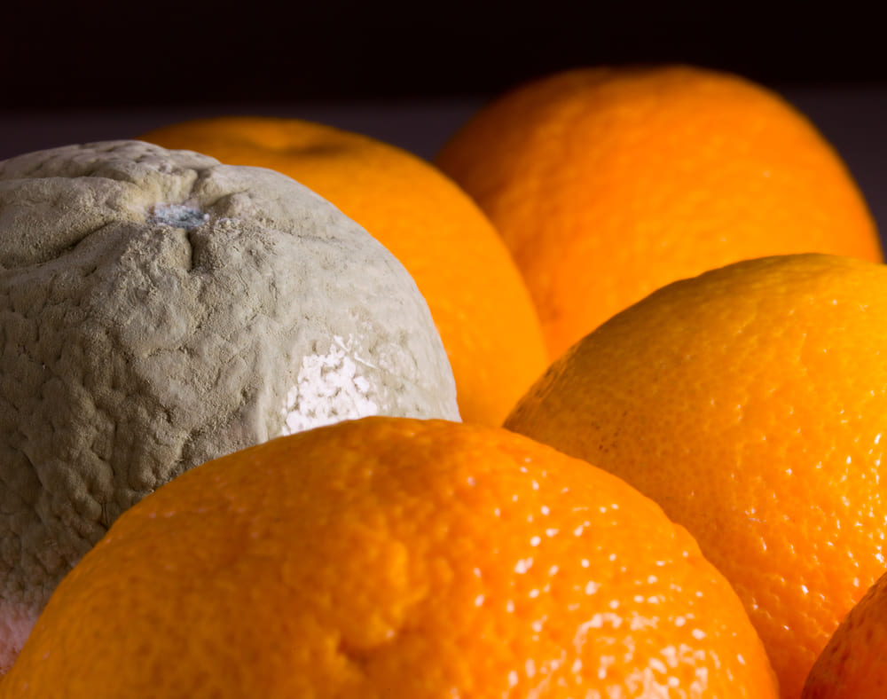¿Cómo eliminar plagas en naranjos?